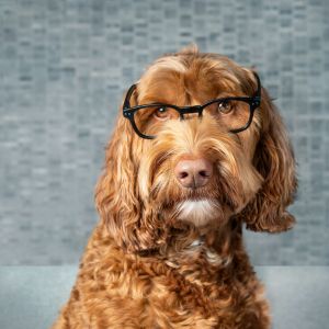 Labradoodle with black glasses on