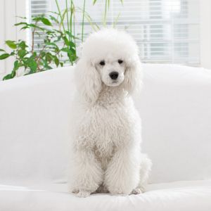 Standard Poodle Vs Labradoodle Lifespan  - White poodle on white bed