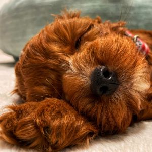 sleeping Australian Labradoodle puppy