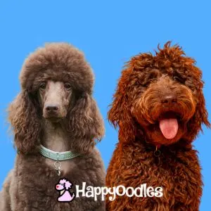 Brown Poodle and Labradoodle