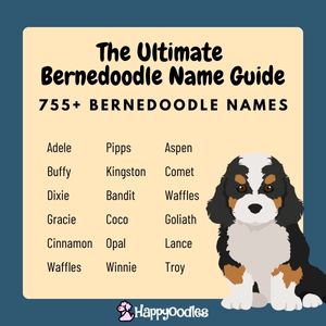 745+ Bernedoodle Dog Names: The Ultimate Guide title page with Bernedoodle graphic of a siting puppy and a list of names. 