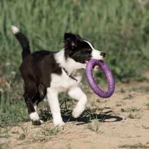 Border Collie puppy with toy in field