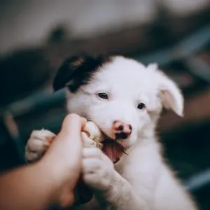 Puppy biting hand