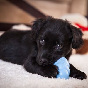 Black puppy chewing on blue ring