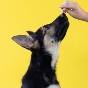 When Will My Puppy Stop Biting? Tips On How To Cope - German Shepherd puppy with a treat. 