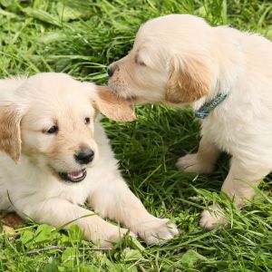 When Will My Puppy Stop Biting? Tips On How To Cope - Two puppy plying