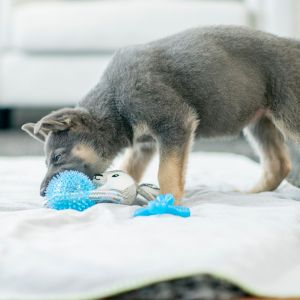 Gray puppy with chew toys on blanket