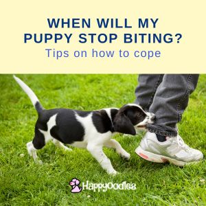 When Will My Puppy Stop Biting? Tips On How To Cope -  title and picture of puppy biting the pant leg or a person. 
