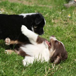 Tow puppies playing outside. 