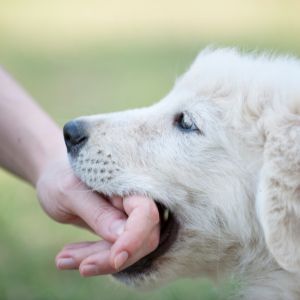 white dog with person's hand in their mouth. 