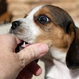 Beagle puppy biting human finger