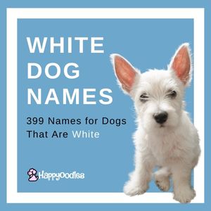399 Best White Dog Names for Dogs That Are White - Title pic with white westie puppy