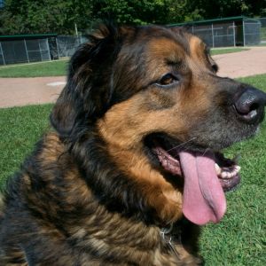 Older Dog on Baseball field