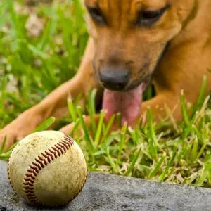 199+ Best Baseball Dog Names Inspired By The Game - Dog staring at Baseballs