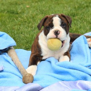 Puppy on blue blanket with baseball bat next to them. 