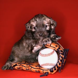 young puppy sitting on baseball glove and ball. 