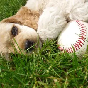 Puppy laying in grass with baseball