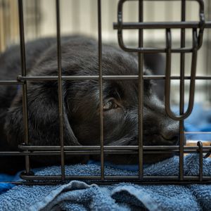 13 Crate Training Mistakes You Don’t Want to Make - Black puppy lying in crate with blue towels