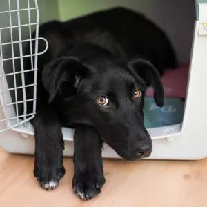 Black puppy laying in crate with door open