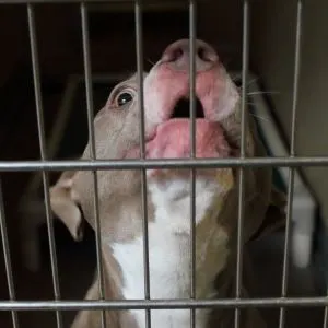 Gray and white puppy crying in crate