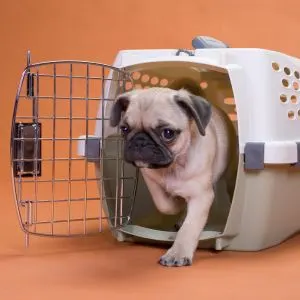 Pug dog walking out of crate