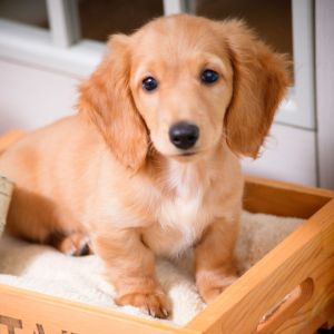 13 Crate Training Mistakes You Don’t Want to Make - Puppy sitting on top of wooden crate