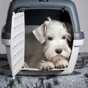 white terrier in gray and white plastic crate