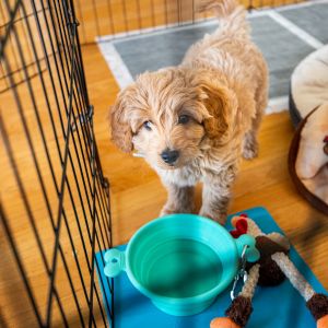 MIni goldenoodle puppy in exercise pen