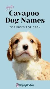 Best Cavapoo Dog Names: Our Top Picks for 2024 - Pin iwht cavapoo puppy