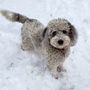 Aussiedoodle in the snow