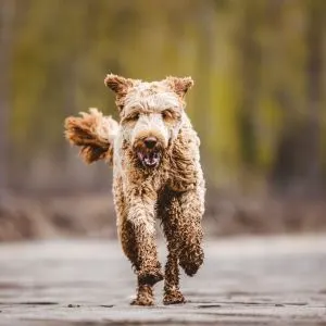 Aussiedoodle running outside
