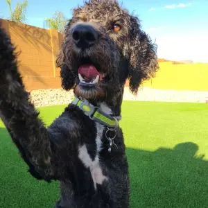 Aussiedoodle Dog Names - Black Aussiedoodle in yard