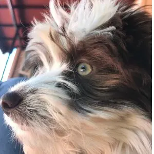 Aussiedoodle Dog Names - Green eyed Aussiedoodle with brown and white fur