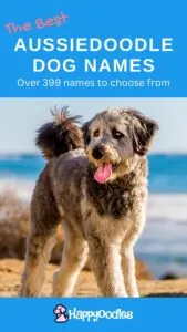 399+ Best Aussiedoodle Dog Names for your puppy - pinterest pin with large Aussiedoodle at beach