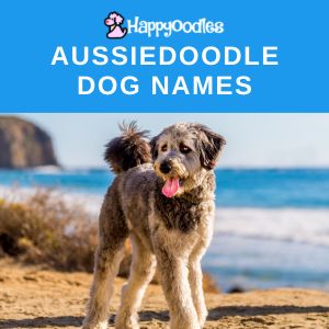 399+ Best Aussiedoodle Dog Names for your puppy - Title pic with large Aussiedoodle at beach