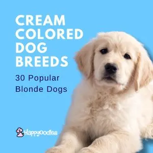 Cream Colored Dog Breeds: 30 Popular Blonde Dogs title pic with cream colored puppy