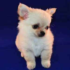 Cream Colored Dog Breeds: 30 Popular Blonde Dogs - Chihuahua puppy on blue background.