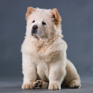Chow Chow with  blue background 