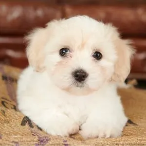 Coton de Tulear puppy on a couch