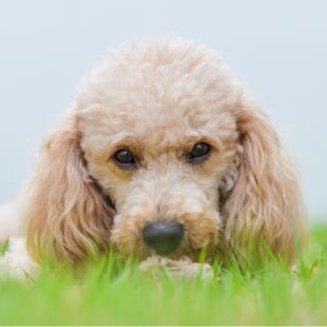 Poodle laying in grass