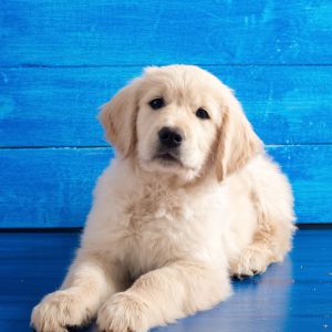 Cream Colored Dog Breeds - English Golden Retriever against blue wall 