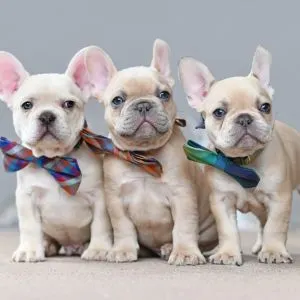 Cream Colored Dog Breeds - Three cream colored French Bulldog Puppies with bow ties. 