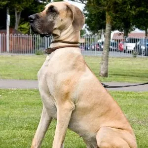Cream Colored Dog Breeds - Great Dane sitting on leash