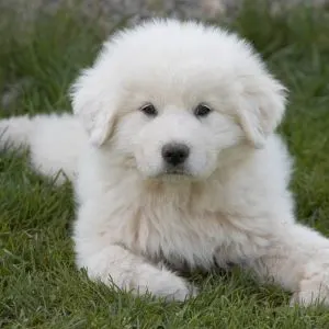 Great Pyrenees puppy in grass