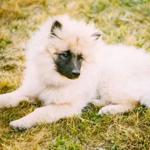 Cream Colored Dog Breeds - Keeshond laying on grass outside. 