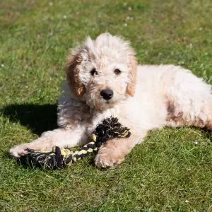 Labradoodle outside with rope toy
