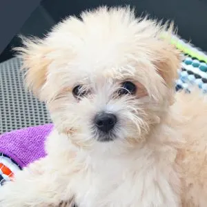 Maltese Puppy on blanket