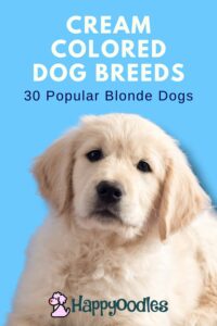 Cream colored dog breeds - pinterest pin with English golden retriever puppy on blue background. 