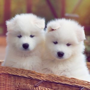 Two Samoyed Puppies in a basket