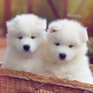 Two Samoyed Puppies in a basket
